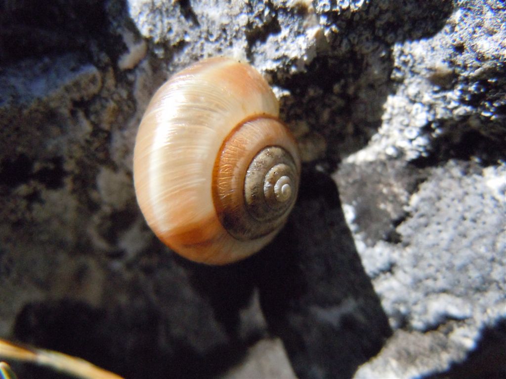 Guscio dall''Abruzzo